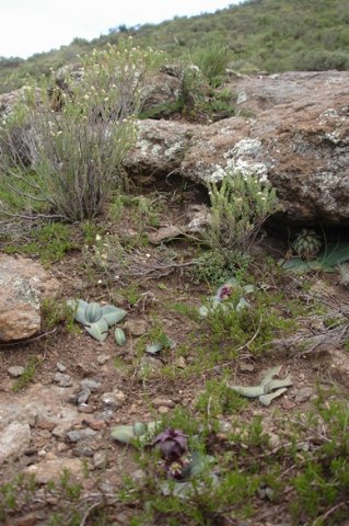 Eucomis schijffii in habitat